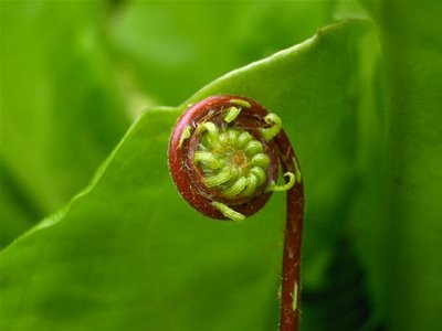 Fiddlehead Ferns